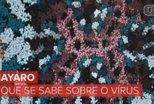Mayaro e o que mais? Unicamp aponta possível transmissão urbana do vírus em Roraima e vê indícios de novas ameaças | Campinas e Região